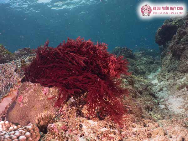Aquamin F có trong tảo biển đỏ giàu canxi